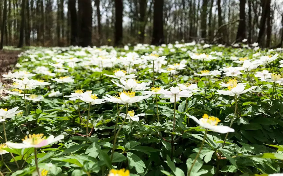 Sommer (bald), Sonne(ja) und … Sint Geertruid