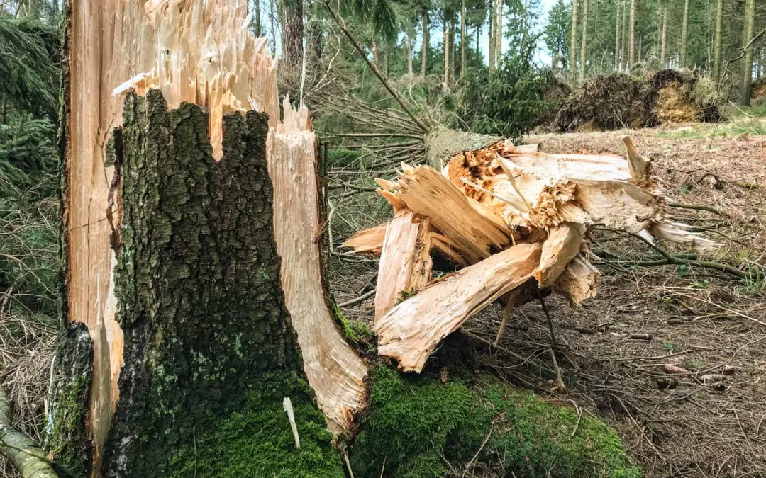 Der Wald fällt