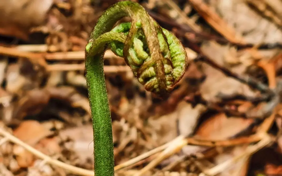 Snake Bite