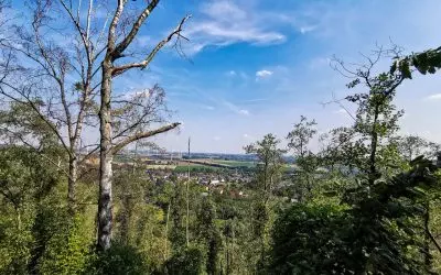 Dornröschen auf der Kohlehalde