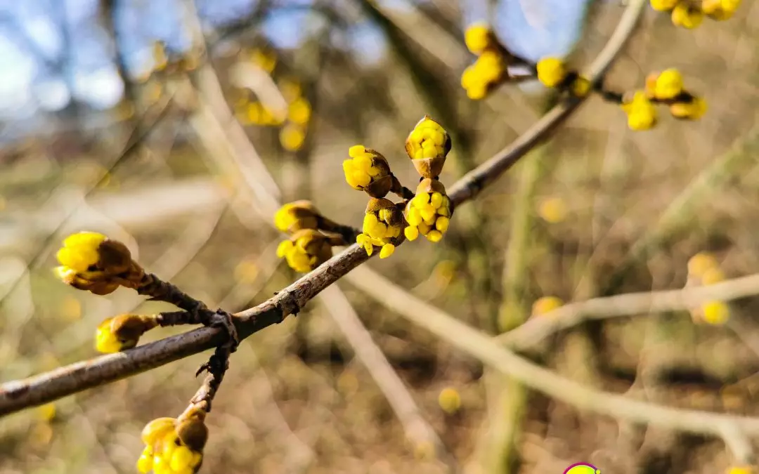 Vor-Frühling in Eindhoven