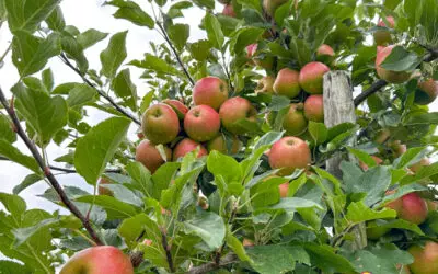 Äpfel mit Birnen vergleichen